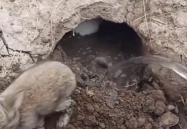 小姐姐穿兔子服装被埋,引发网友热议